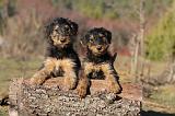AIREDALE TERRIER 255
